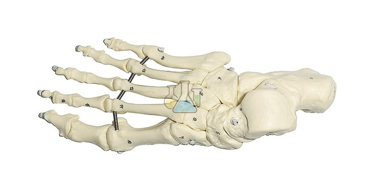 Foot Skeleton (Wire Assembly) Model